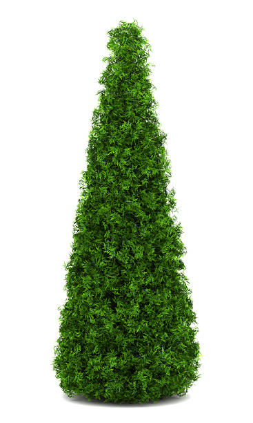 eastern arborvitae bush isolated on white background eastern arborvitae bush isolated on white background thuja occidentalis stock pictures, royalty-free photos & images