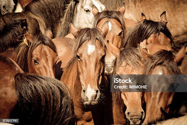 Wildpferde Stockfoto und mehr Bilder von Fotografie - Fotografie, Horizontal, Nutztier