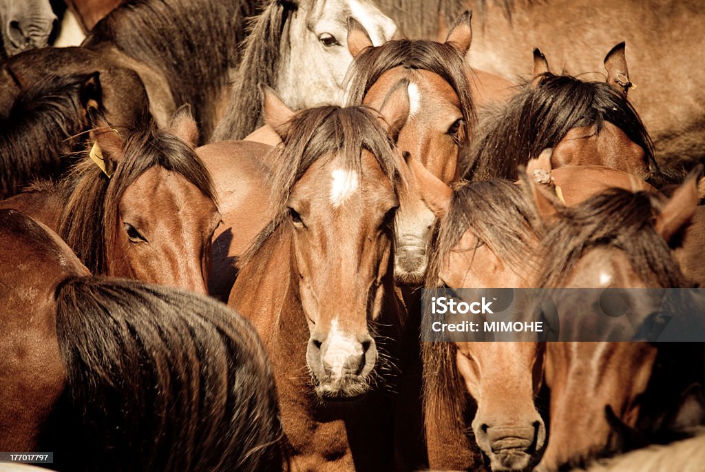 Cavalos selvagens - Royalty-free Animal Foto de stock
