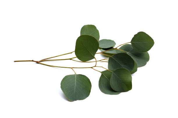 istock Green leaves of eucalyptus on white 1770178451