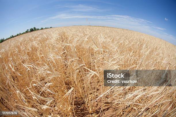 Campo Di Grano - Fotografie stock e altre immagini di Agricoltura - Agricoltura, Ambientazione esterna, Appuntito