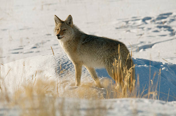 istock Alert Coyote standing on snow covered rise Montana 177017981