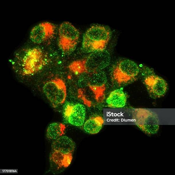 Лейкоциты — стоковые фотографии и другие картинки Immunofluorescent Photomicrograph - Immunofluorescent Photomicrograph, Антитело, Laser Scanning Confocal Micrograph