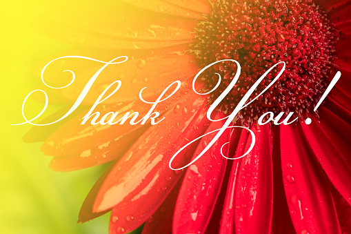 THANK YOU! lettering with beautiful red Gerbera flower.