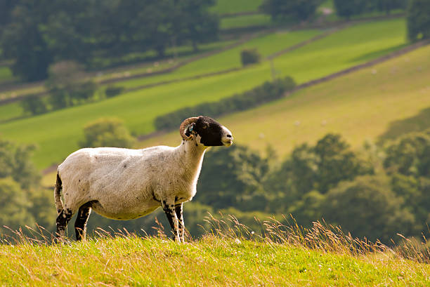 sheep / ram looking away stock photo