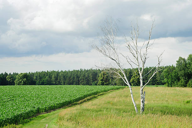 Lonely tree on green corn field in day. stock photo