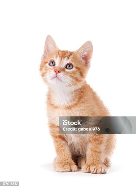 Hübsch Orange Katze Nachschlagen Auf Weißem Hintergrund Stockfoto und mehr Bilder von Rot