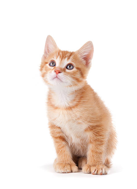 istock Cute orange kitten looking up on a white background. 177018512