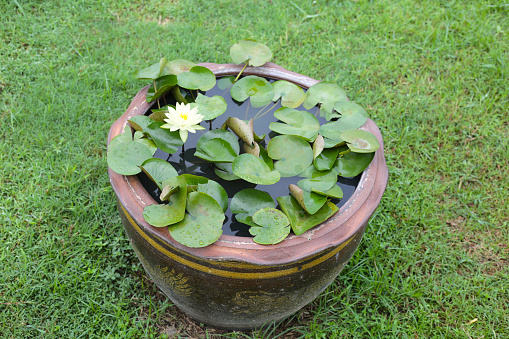 Beautiful water lily in a water pot