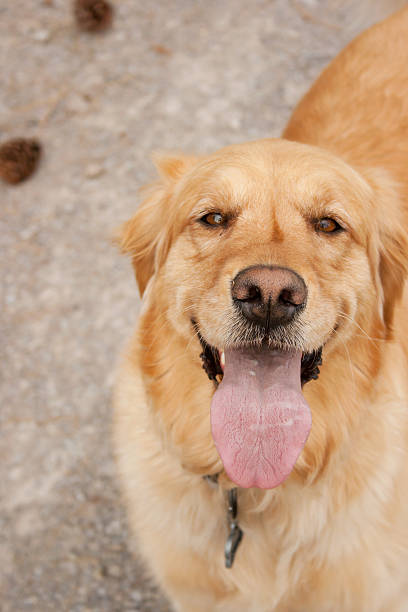 istock Golden Retriever smiling with tongue out 177018574