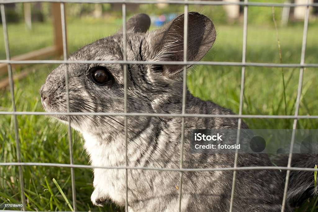 Chinchilla is listening Chinchilla in the cage on green grass Animal Stock Photo