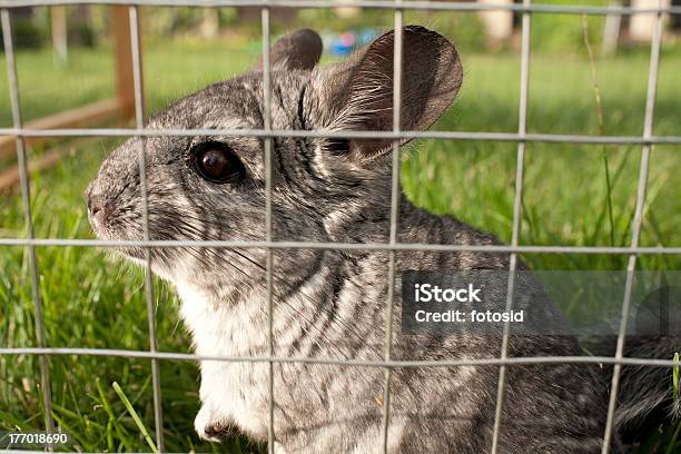 Chinchilla Is Listening Stock Photo - Download Image Now - Animal, Animal Hair, Cage