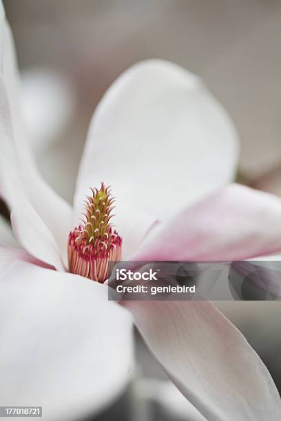 Closeup Of Magnolia Blossom Stock Photo - Download Image Now - Beauty, Beauty In Nature, Blossom