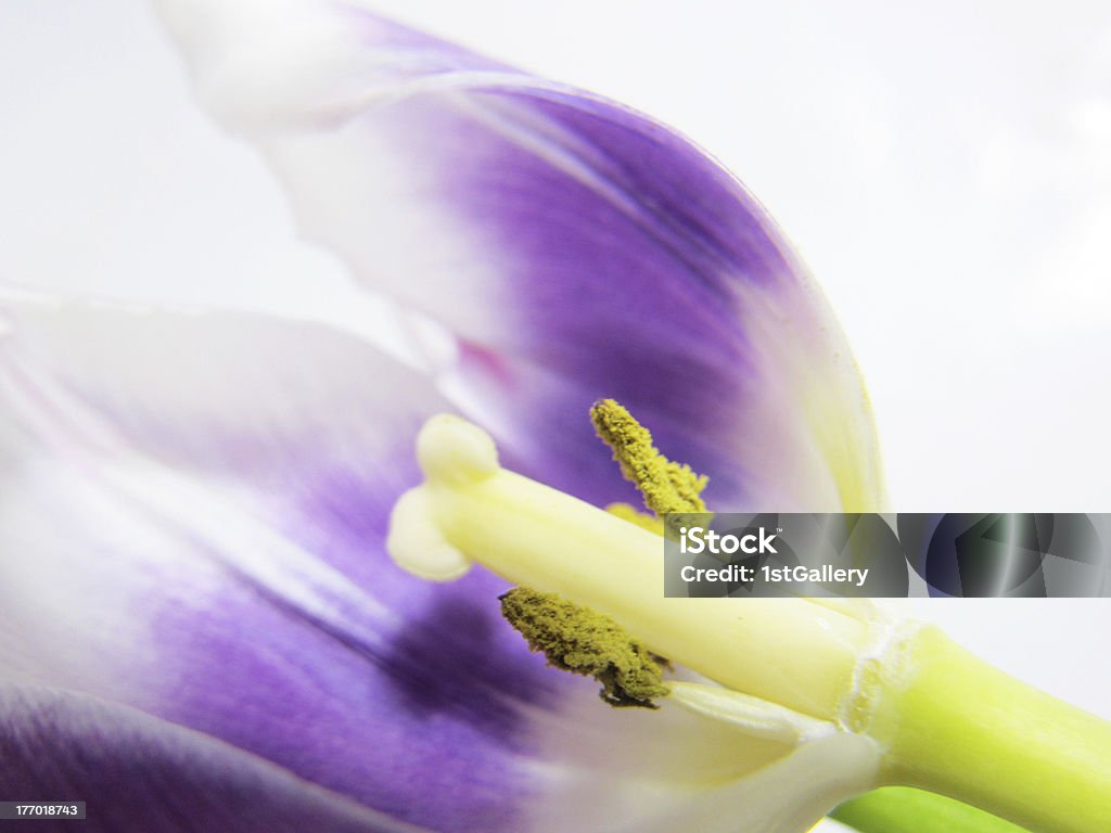 artistic tulip (Tulipa),  close-up "artistic tulip (Tulipa) 56,  close-up, soft" Close-up Stock Photo