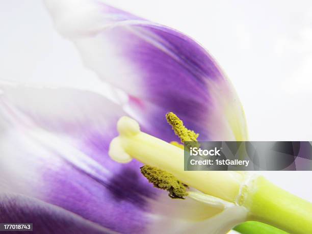 Artistic Tulip Closeup Stock Photo - Download Image Now - Close-up, Extreme Close-Up, Flower