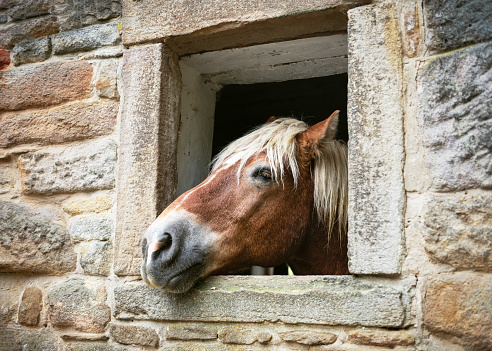 Curious chestnut horse sticks his head through a window from his stable. Countryside farm concept.