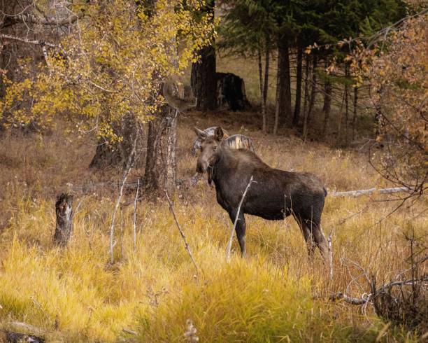 istock Majestic moose stands in a forest setting surrounded by golden foliage 1770187803