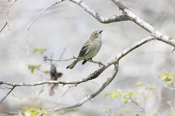 gelbbürzelgrasmücke sitzt auf einem ast - melodious warbler stock-fotos und bilder