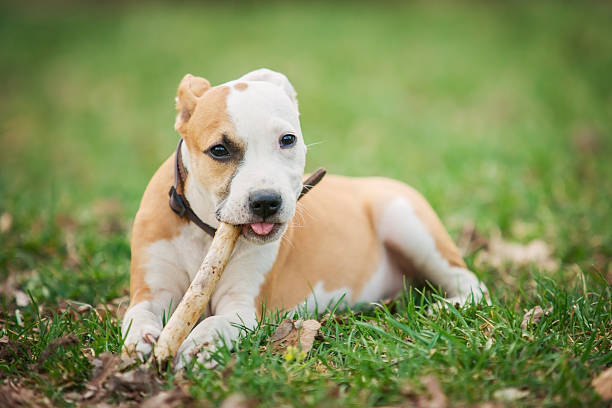 istock American Staffordshire terrier puppy 177019203