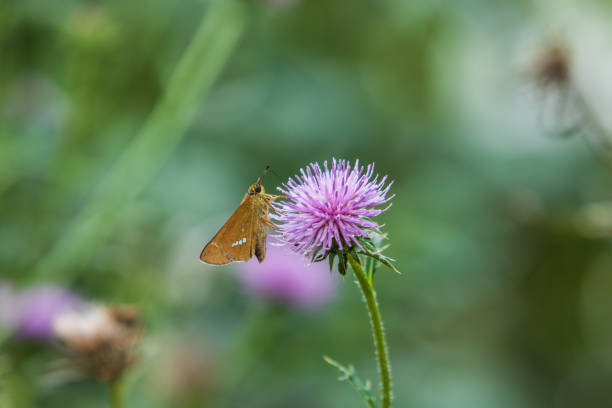 Purple thistle flower found in a botanical garden. with Parnara guttata