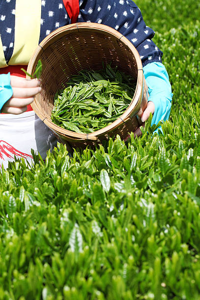 donna raccolta foglie di tè - tea pickers foto e immagini stock