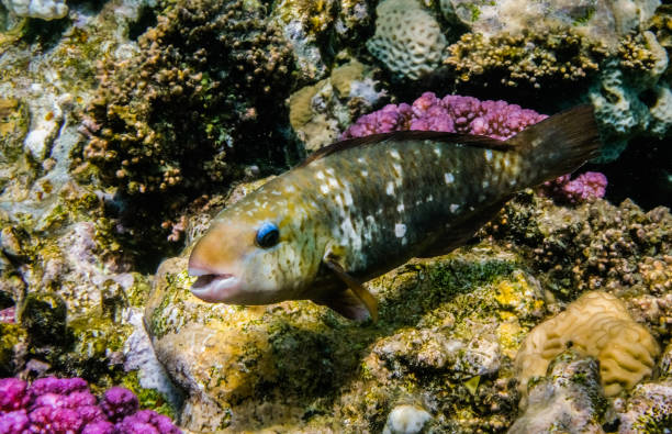 istock parrotfish with blue eyelids at the coral reef 1770194408