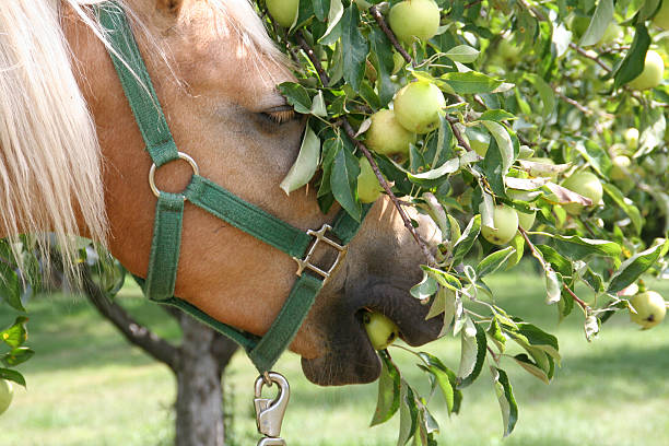 apple dieb - pferdeäpfel stock-fotos und bilder