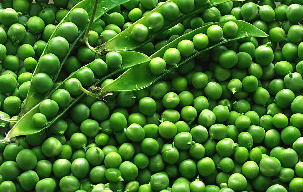 petit pois - peasecod photos et images de collection