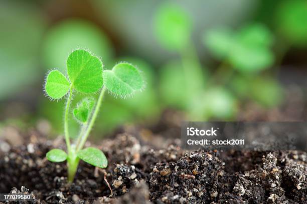 Verde Violetto Closeup - Fotografie stock e altre immagini di Agricoltura - Agricoltura, Alberello, Ambiente