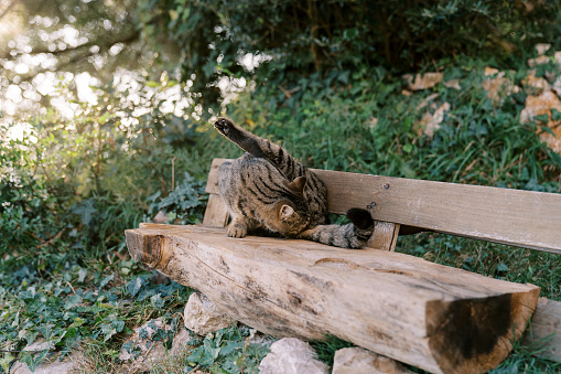 Striped cat sits on a wooden bench in the park and licks itself. High quality photo