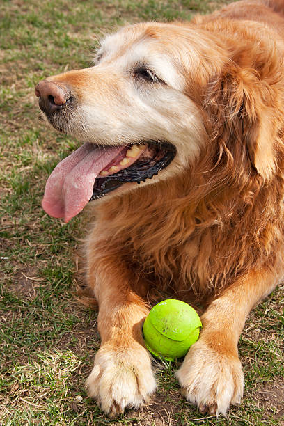 istock Old golden retriever with his ball 177019685
