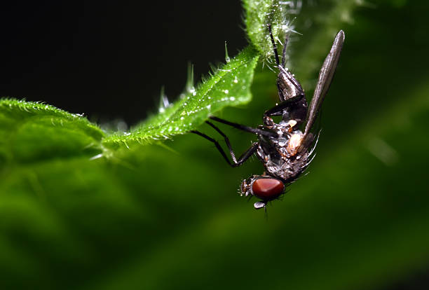 Fly on sheet upwards .Macro stock photo