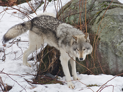 A Gray Wolf marking territory by urinating on a rock.