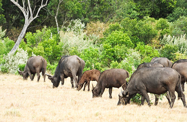 African Buffalo in wild stock photo