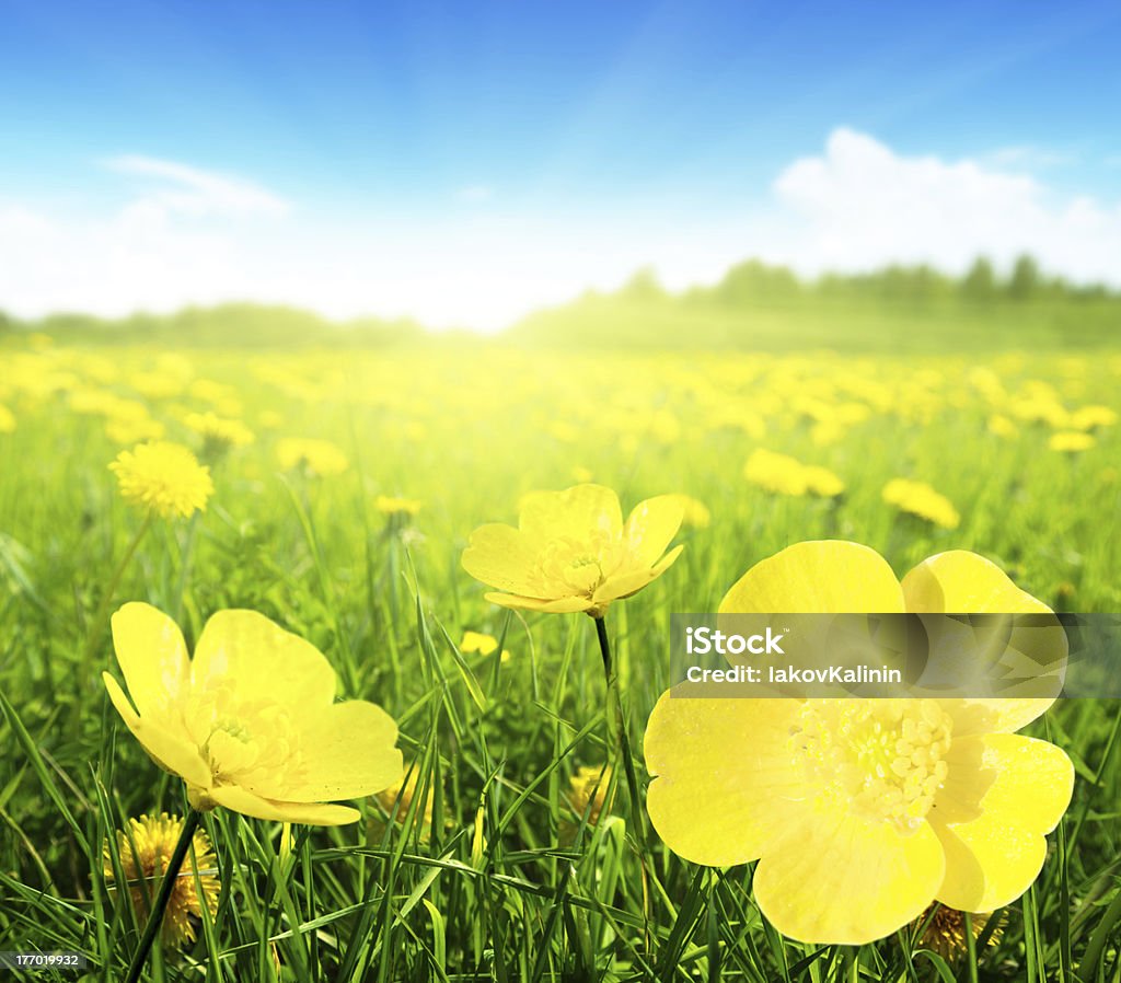 Field of spring flowers Field of spring flowers and perfect sunny day Agricultural Field Stock Photo