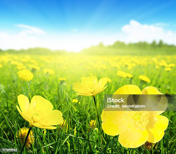 Field Of Spring Flowers Stock Photo - Download Image Now - Agricultural Field, Beauty In Nature, Blossom