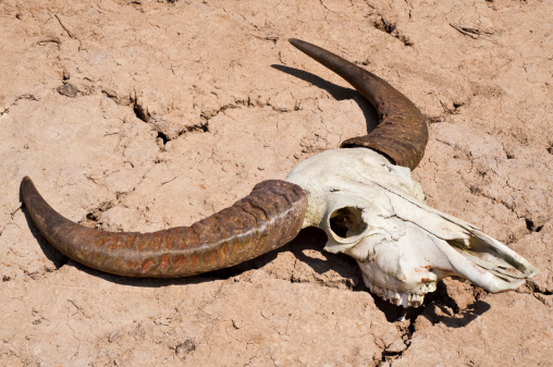 The jaw bone of a cow on frozen ground.