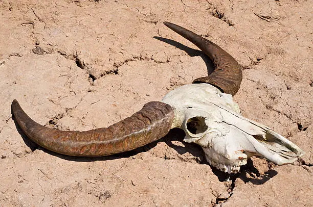Photo of Buffalo skull on dry cracked ground.