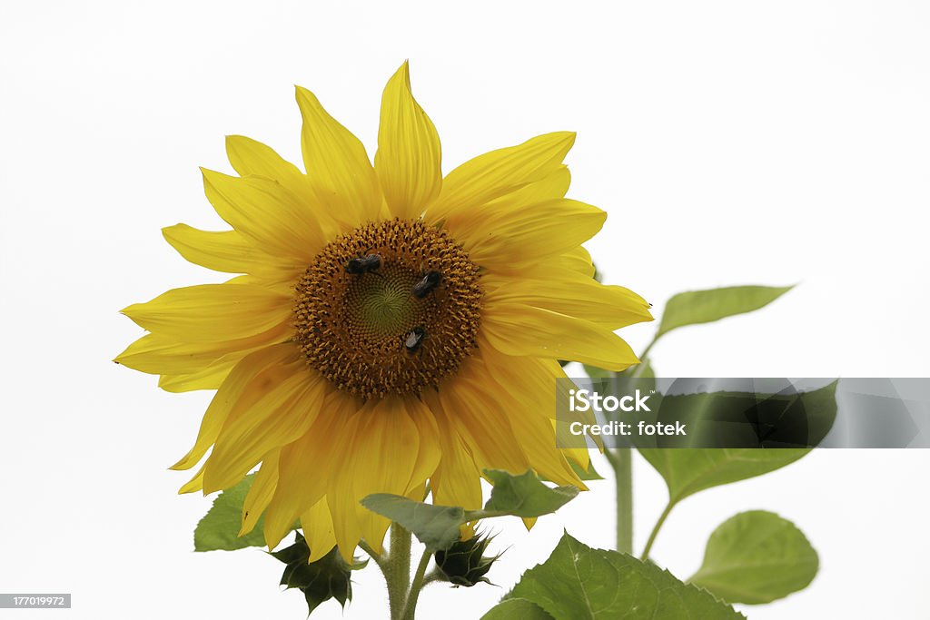 Sunflower Backgrounds Stock Photo