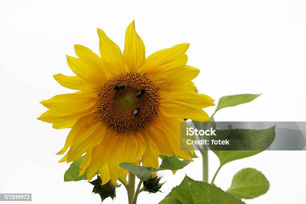 Sunflower Stock Photo - Download Image Now - Backgrounds, Close-up, Cute