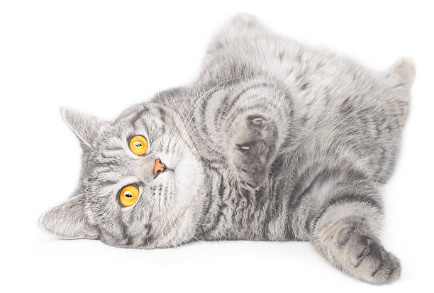 Isolated grey cat stock photo