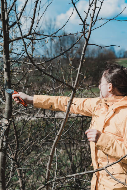 istock Pruning tree branches in the garden in spring, A woman cuts unnecessary branches from a fruit tree. 1770201078