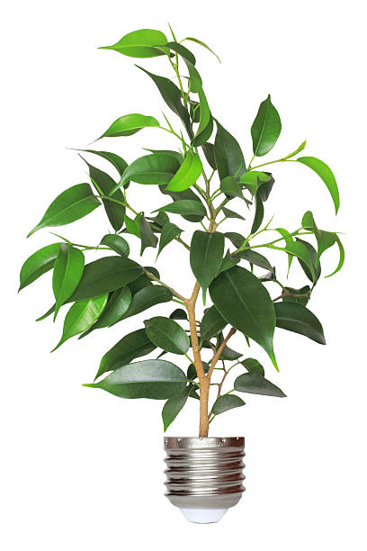 istock tree growing from base of the light bulb 177020168