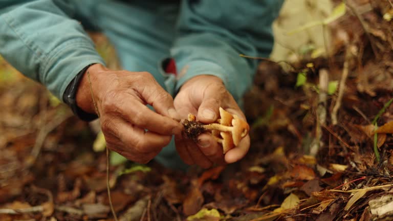 Close up man explaining about types of mushrooms in a forest