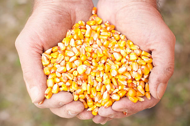 istock Handful of Corn for Planting Close Up 177020321