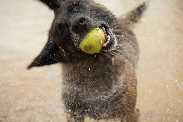 istock Belgian Malinios shaking water off while holding a ball 177020329