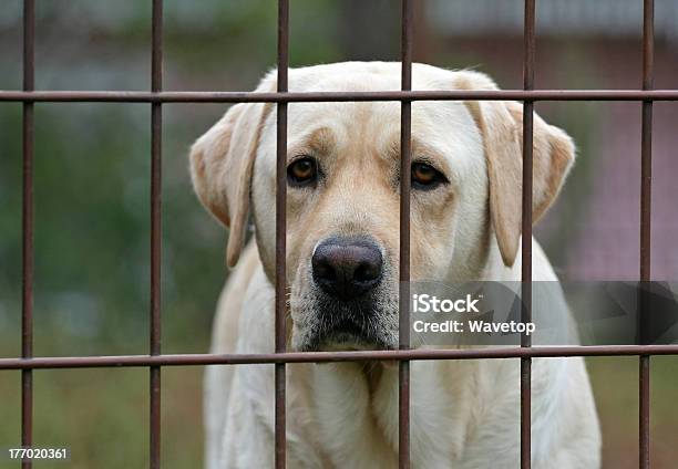 Foto de Labrador Atrás Da Cerca e mais fotos de stock de Animal - Animal, Animal de estimação, Animal doméstico