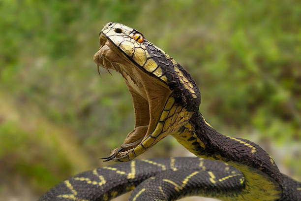 Snake Biting An attacking snake. Selective focus animal mouth stock pictures, royalty-free photos & images