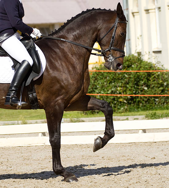 istock dressage horse 177020628