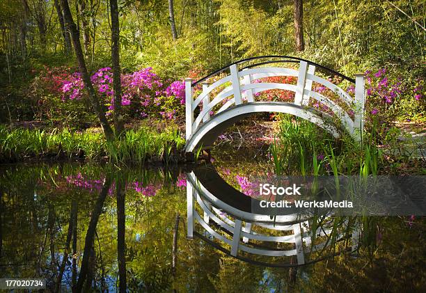Blooming Spring Azalea Flowers Garden Nature Pond South Charleston Sc Stock Photo - Download Image Now